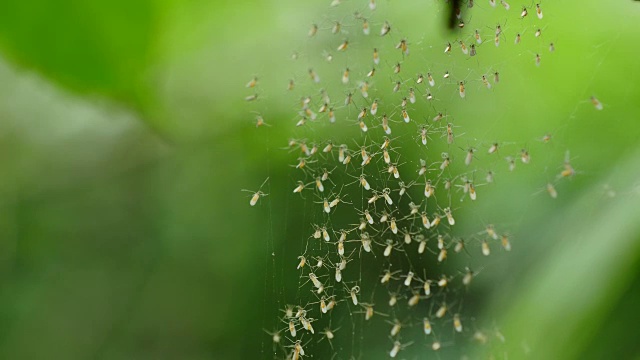 森林中的网蚊群。视频下载