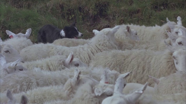 一只边境牧羊犬在乡间小路上驱赶着一群羊。视频素材