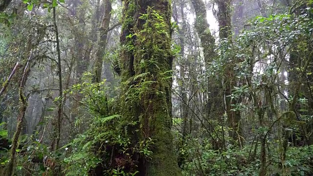 热带雨林视频下载