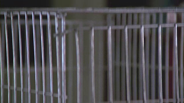 一只黑猩猩坐在笼子里。视频素材