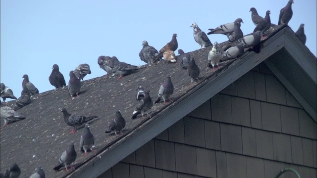 几只鸽子以中等角度栖息在木质建筑的斜屋顶上。鸟梳理自己，坐着，直到有东西吓了它们，大多数鸟飞走了。视频下载
