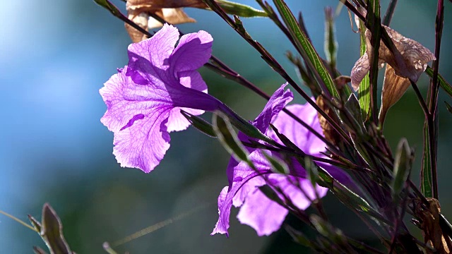 4K紫花在风中视频下载