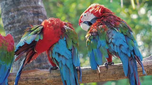 五颜六色的红鹦鹉金刚鹦鹉视频下载
