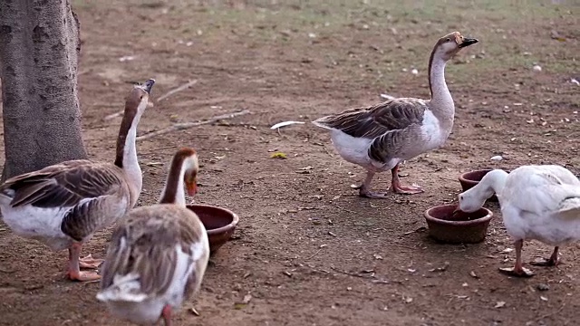 鸭子的饮用水视频下载
