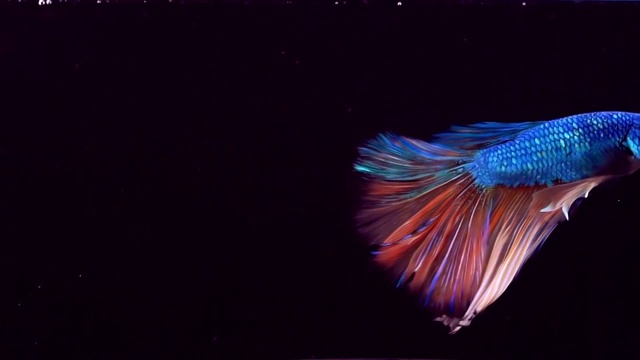 暹罗格斗鱼斗鱼视频素材