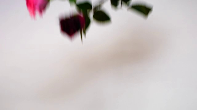 慢镜头红玫瑰视频素材