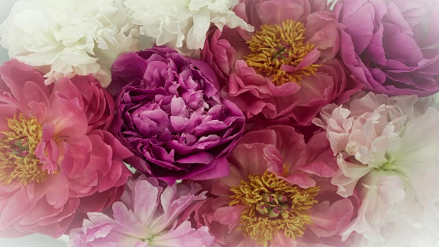 盛开的牡丹花朵。优雅复古的颜色。视频下载