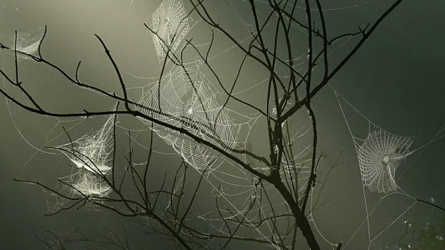 森林里的蜘蛛网视频素材