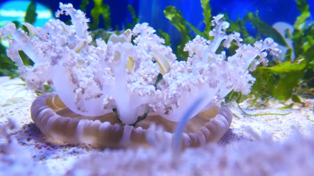 4K月亮水母水族馆视频下载