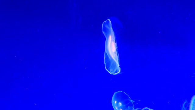 4K月亮水母水族馆视频下载