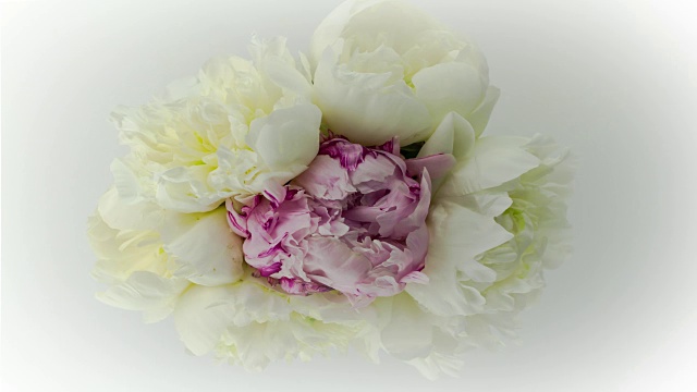 白、紫牡丹花束，雍容华贵。视频素材