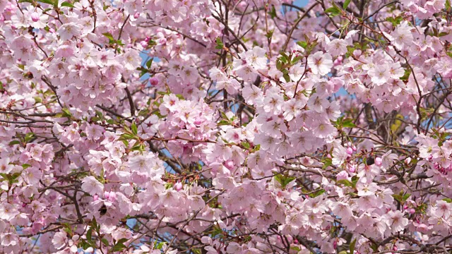 缓慢的运动。春天，大黄蜂在樱桃树上开花。视频下载