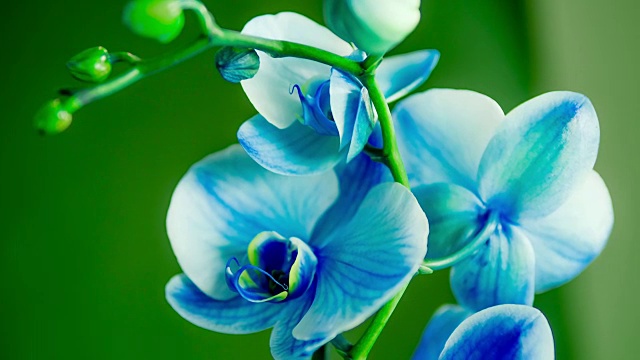 蓝色的兰花植物视频下载