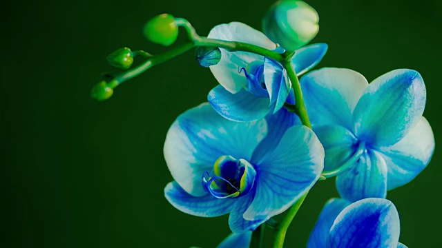 蓝色的兰花植物视频下载