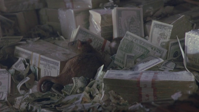 老鼠在一捆捆钱周围爬来爬去。视频下载