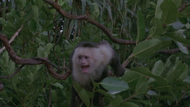 一只卷尾猴跳到树枝上尖叫。视频素材