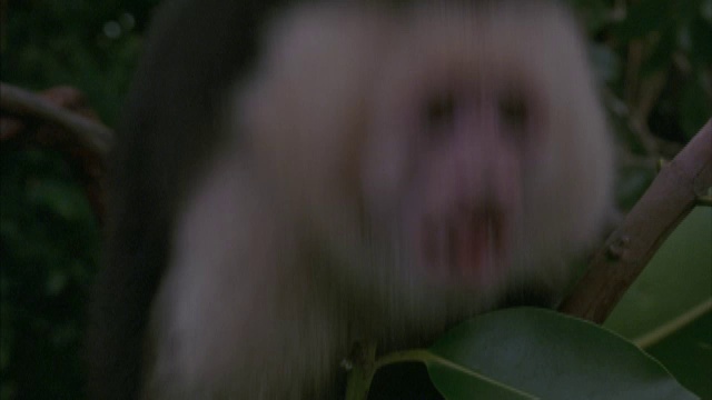 一只卷尾猴尖叫着遮住眼睛。视频素材