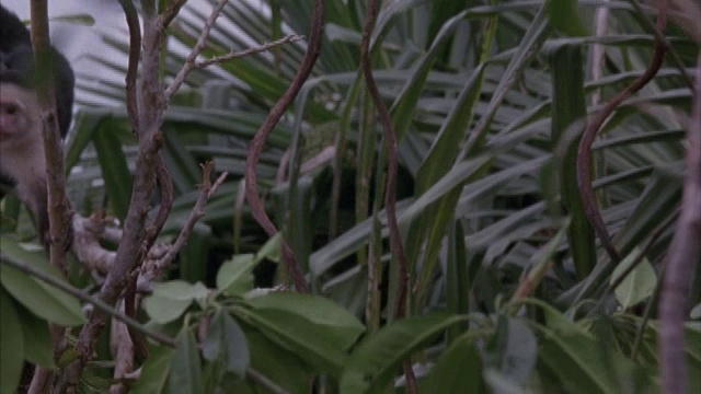 一只卷尾猴穿过丛林的树冠。视频素材