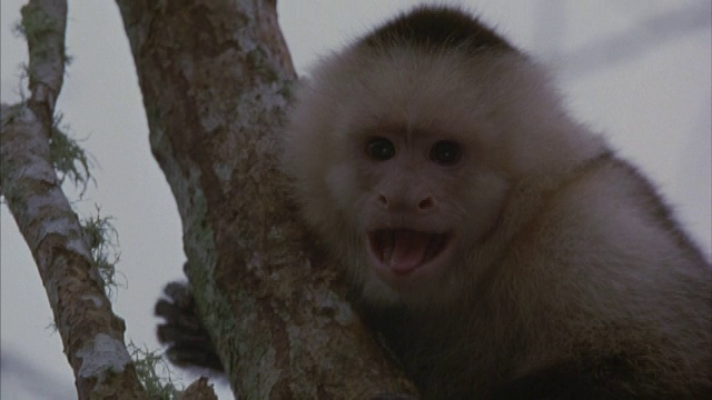 一个黑白卷尾猴在光秃秃的树枝上的特写。视频素材
