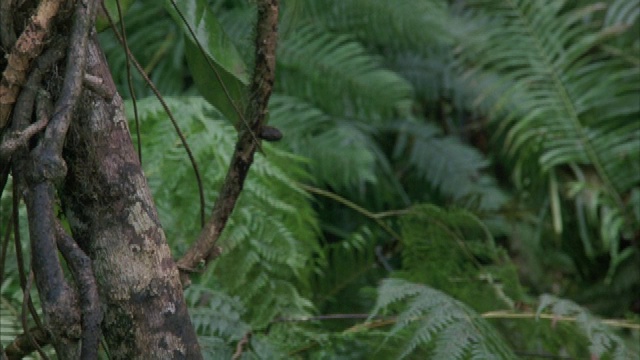 一只卷尾猴爬过热带雨林的树木。视频素材