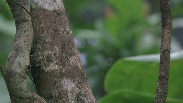 一只卷尾猴在雨林的一棵树上嬉戏。视频素材