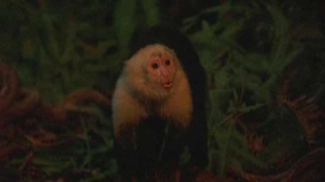 一只卷尾猴走出森林，被火光照亮。视频素材