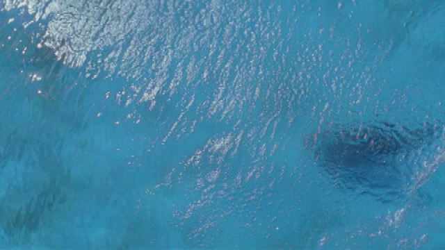 一只海豚跳出水面，重新进入水面时溅起巨大的水花。视频素材