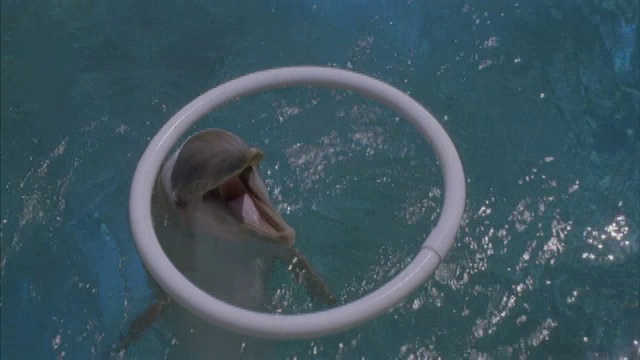 一只海豚在游泳池里游泳和玩一个塑料圈。视频素材
