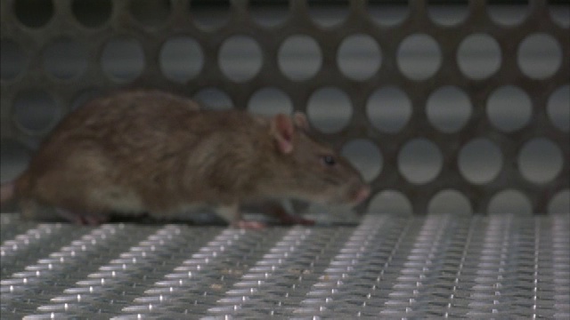 一个被困在实验室的老鼠的特写。视频素材