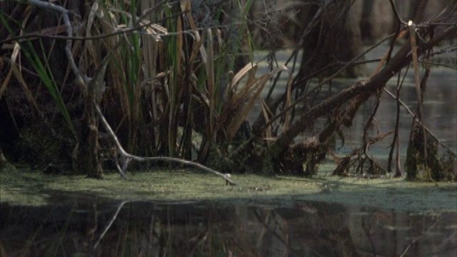 POV从一艘漂浮的船的沼泽水和树干在大沼泽地。视频素材
