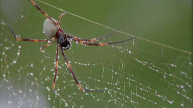 特写的蜘蛛坐在它的网覆盖露珠。视频素材