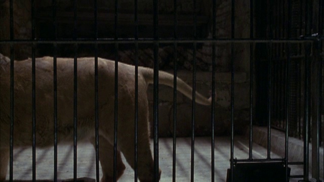一只狮子在笼子里从一边移动到另一边，然后跳到窗台上。视频素材