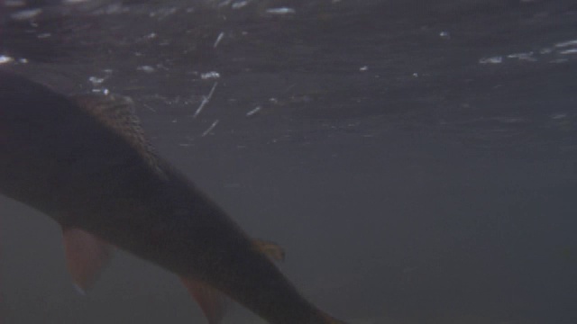 近距离水下拍摄的鱼挣扎在钩上。视频素材
