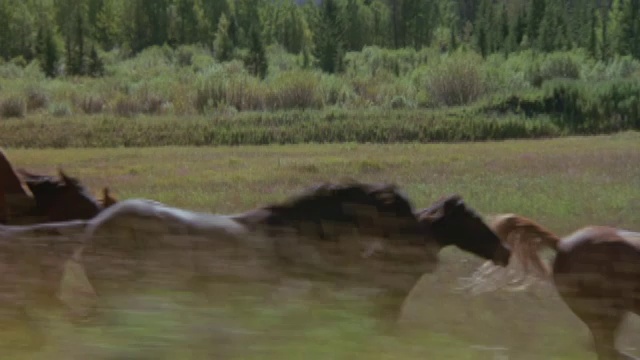 马在旷野上奔跑。视频素材