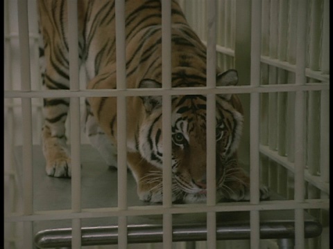 这是洛杉矶动物园实验室笼子里的老虎的固定镜头。视频素材