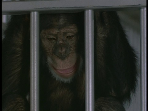 一只黑猩猩在笼子的栏杆上摇摆。视频素材