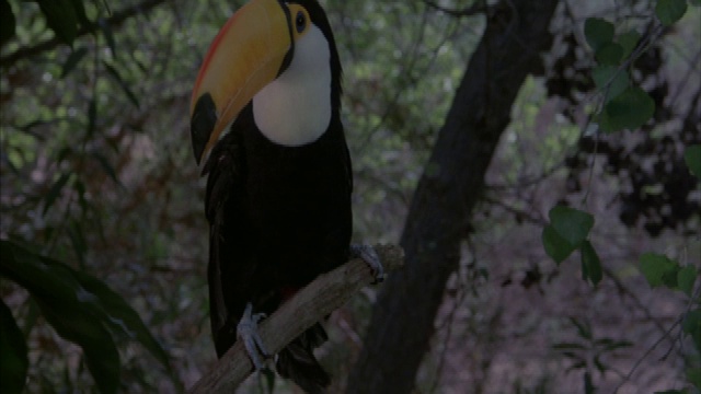 中等角度的巨嘴鸟栖息在树枝上。可能是热带雨林。视频素材