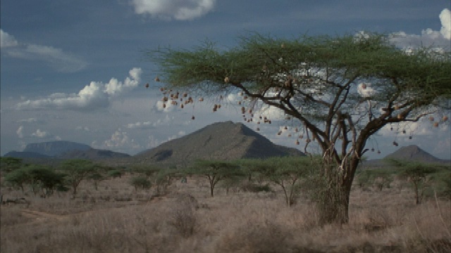 在非洲，一辆满载货物的揽胜汽车驶过一棵平顶的金合欢树，树后是一座山。视频下载
