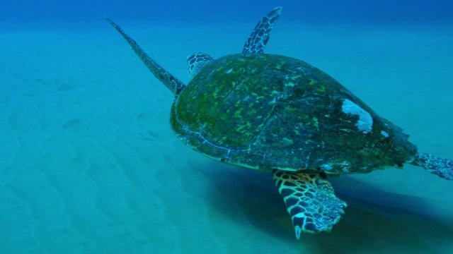 水下MS跟踪玳瑁海龟游过暗礁然后海床视频下载