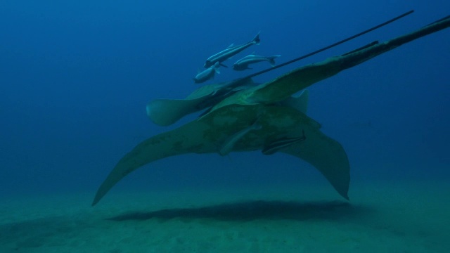 水下追踪小眼睛黄貂鱼游泳黄貂鱼骑在上面鮣鱼PAN到宽吻海豚视频素材