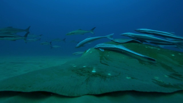 水下追踪宽吻海豚，然后显示小眼睛黄貂鱼游泳黄貂鱼骑在上面和鮣鱼视频素材