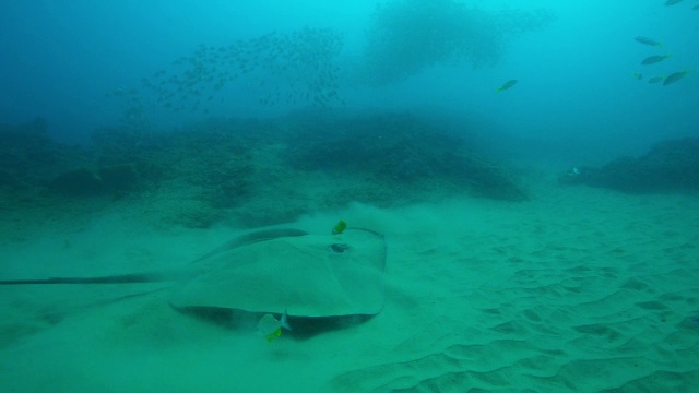 水下MS斑驳黄刺在海床上与黄色天使鱼清洁它，因为它从沙子和游泳离开视频下载