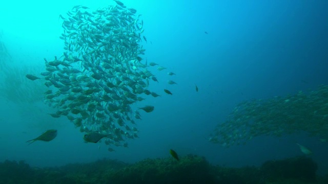 水下珊瑚礁，有成群的斧鱼在上面游动视频素材