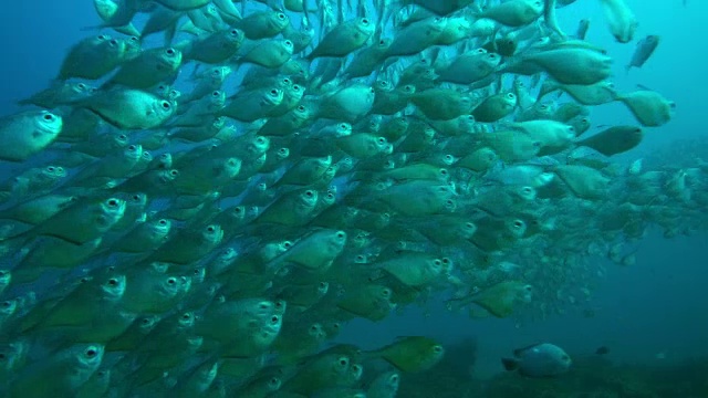 水下珊瑚礁和旋转的斧鱼鱼群游在它上面近距离的相机视频素材