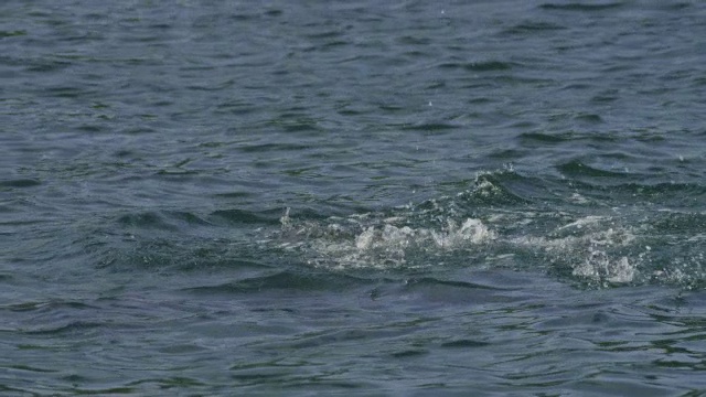 SLOMO铜潘与宽吻海豚的尾巴拍打和潜水视频下载