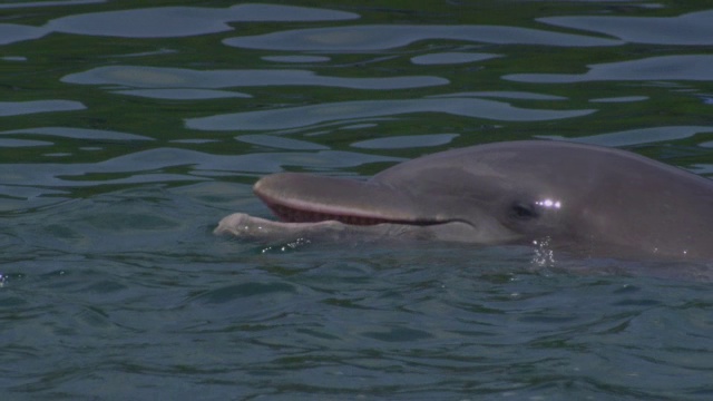 SLOMO:宽吻海豚的ECU头部露出水面，然后张开嘴视频下载