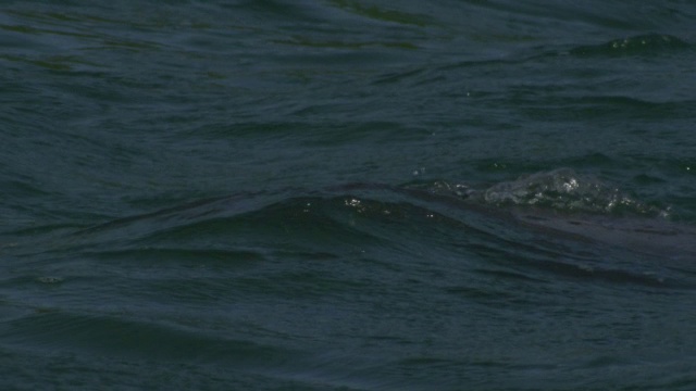 具有气孔动作的宽吻海豚的ECU头视频下载