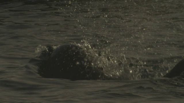 SLOMO背光ECU宽吻海豚从摄像机前游出时爆发出呼吸视频下载