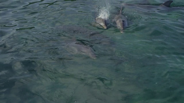 HA ms2宽吻海豚一起漂浮，然后加入了团队，所有游泳离开可见的水下视频下载