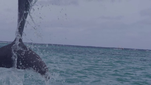 SLOMO追踪宽吻海豚在海中跳跃和降落视频下载